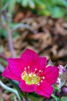 IMGP0067