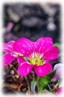 IMGP0264