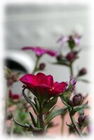IMGP2599