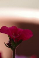 IMGP2697