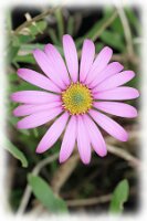 IMGP0658