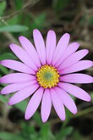 IMGP0666