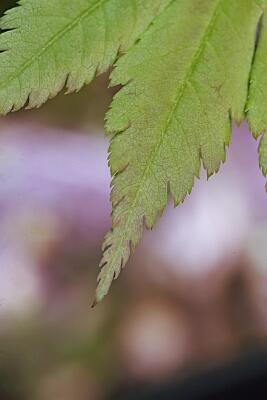 IMGP2074-Resize