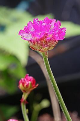 IMGP2236-Resize