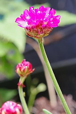 IMGP2237-Resize