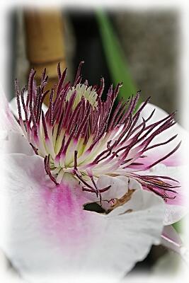 IMGP2253-Resize