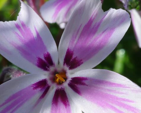 Phlox subulata 'Candy Stripes'.