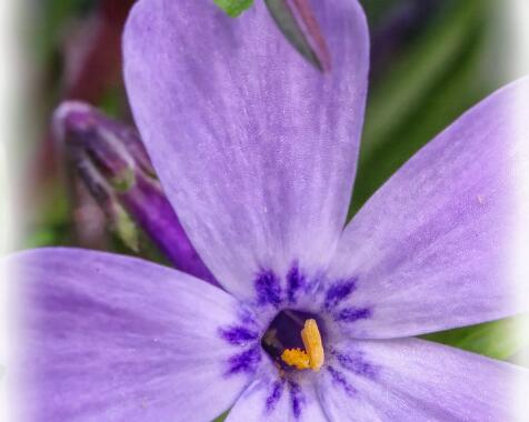 Phlox subulata 'Emerald Cushion Blue'.