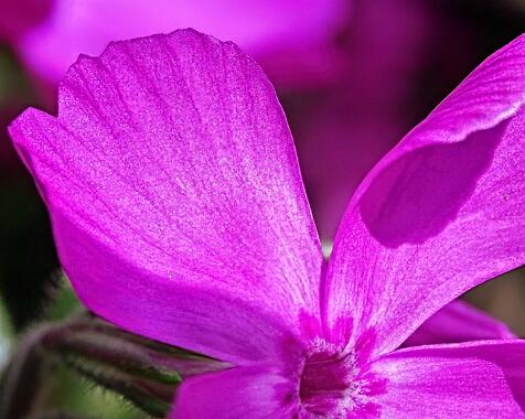 Phlox subulata 'McDaniels Cushion'.