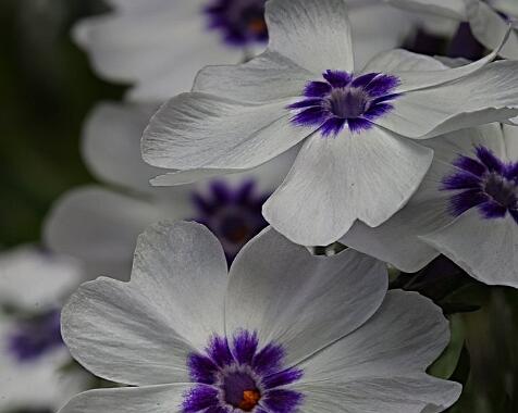 Phlox subulata 'White Delight'