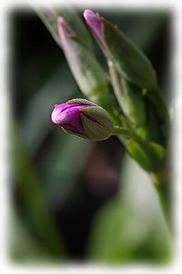 IMGP2069-Resize