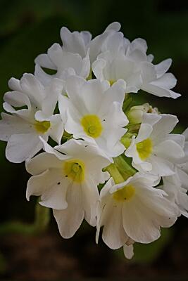 IMGP2163-Resize