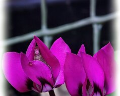Cyclamen coum 'Rubrum'