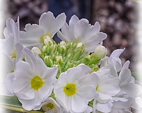 Primula denticula 'Alba'.