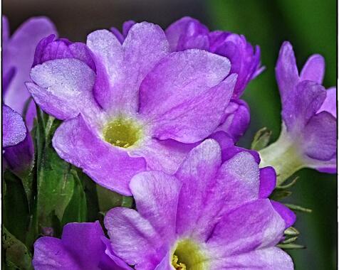 Primula denticula 'Corolla Blue'
