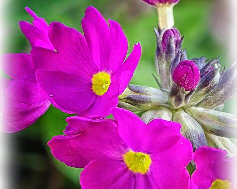 Primula denticula 'Rubin'