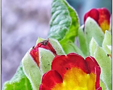 Primula veris 'Orange Yellow'
