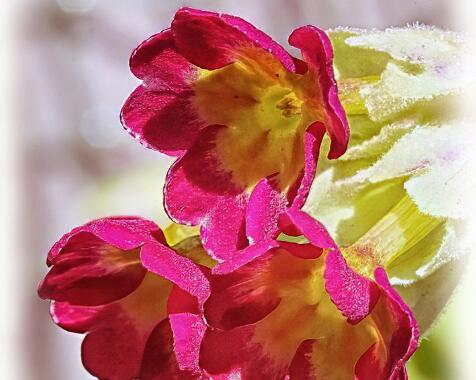 Primula veris 'Sunset Shades'.