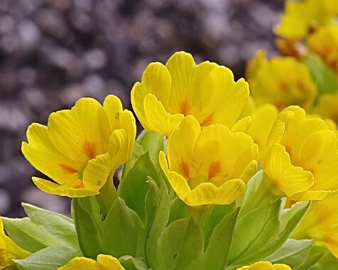 Primula veris