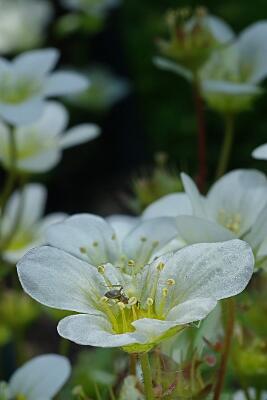 IMGP4556-Resize